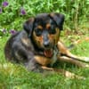 WILHELMINCHEN- bezauberndes Hundemädchen