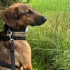 Kayo -zur Pflege in 23701 Bockholt-