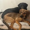 Kayo -zur Pflege in 23701 Bockholt-