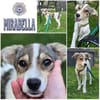 MIRABELLA * klitzekleines Wunderwerk