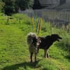 Dean sucht sein Für-Immer-Zuhause