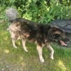 Dean sucht sein Für-Immer-Zuhause