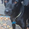 Traumhund Nero sucht seine Menschen