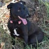 Traumhund Nero sucht seine Menschen
