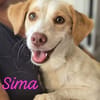 Sima