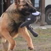 Ivo-BR  Kluger, aktiver Malinois-Rüde