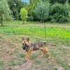 Ivo-BR  Kluger, aktiver Malinois-Rüde