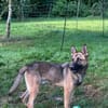 Ivo-BR  Kluger, aktiver Malinois-Rüde