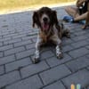 Jasper auf Pflegestelle