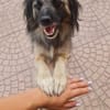 PELOSO 💙 liebenswerte Menschen gesucht