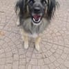 PELOSO 💙 liebenswerte Menschen gesucht
