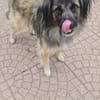 PELOSO 💙 liebenswerte Menschen gesucht