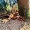 Lidl - ein wahrer Freund u. Familienhund