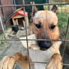 Lidl - ein wahrer Freund u. Familienhund