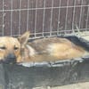 Lidl - ein wahrer Freund u. Familienhund
