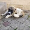 Wollknäuel Gustl sucht seine Familie