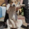 Irmgard❤sucht Körbchen fürs Leben