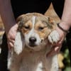 Irmgard❤sucht Körbchen fürs Leben
