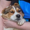 Irmgard❤sucht Körbchen fürs Leben