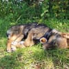 Hundekind Finya