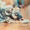 Hundekind Finya