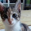 DORA