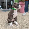 KODA