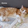 GIZMO