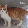 GIZMO