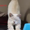 GRISETTE