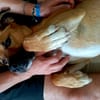 DOUG