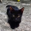 Amour, mâle croisé européen, né le 04/06/2025 🐱