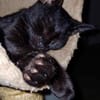 Amour, mâle croisé européen, né le 04/06/2025 🐱