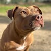 Brooklyn, femelle, Berger X Staffordshire Terrier (Décatégorisée par diagnose), née le 20/04/2022
