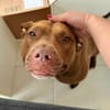 Brooklyn, femelle, Berger X Staffordshire Terrier (Décatégorisée par diagnose), née le 20/04/2022