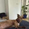 Brooklyn, femelle, Berger X Staffordshire Terrier (Décatégorisée par diagnose), née le 20/04/2022