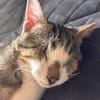 SUNNYetVIBES à l adoption