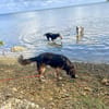 Bobby, chéri des îles