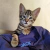JACK