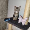 JACK