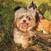 Rocky - Zuhause gesucht !