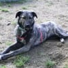 Rika, tolle Mädel sucht ihr Zuhause