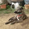 Rika, tolle Mädel sucht ihr Zuhause