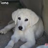 FIONA