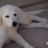 FIONA