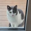 Flekica sucht ein Zuhause mit Freigang