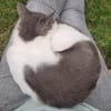 Flekica sucht ein Zuhause mit Freigang
