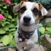 Jacky- 7 kg pure Lebensfreude