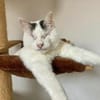 Kater Amiro liebt seine Menschen sehr