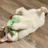 Kater Amiro liebt seine Menschen sehr